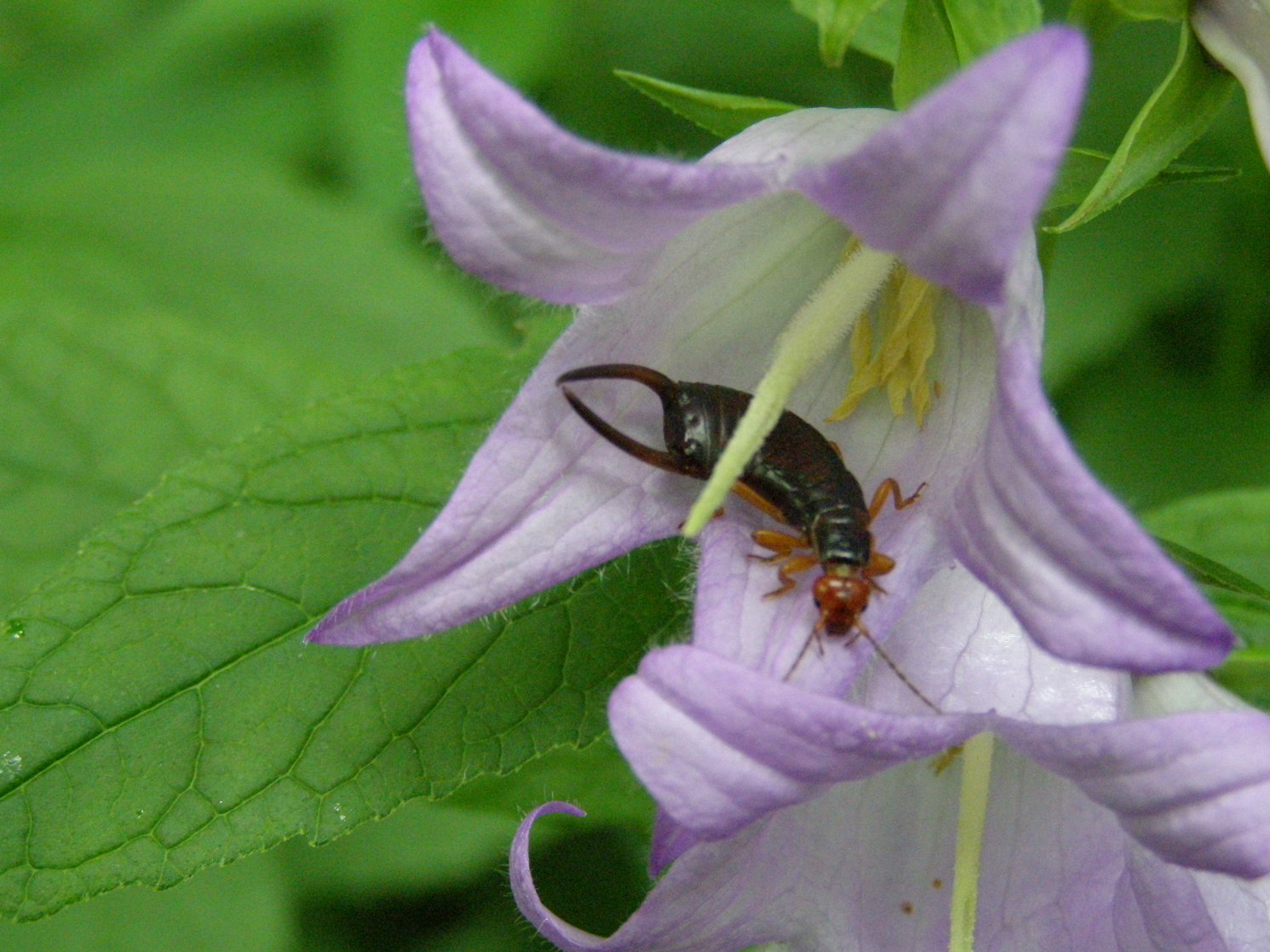 Forficulidae:  cfr. Chelidurella sp.